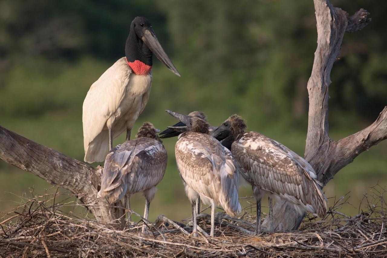 Pixaim Southwild Pantanal Lodge מראה חיצוני תמונה