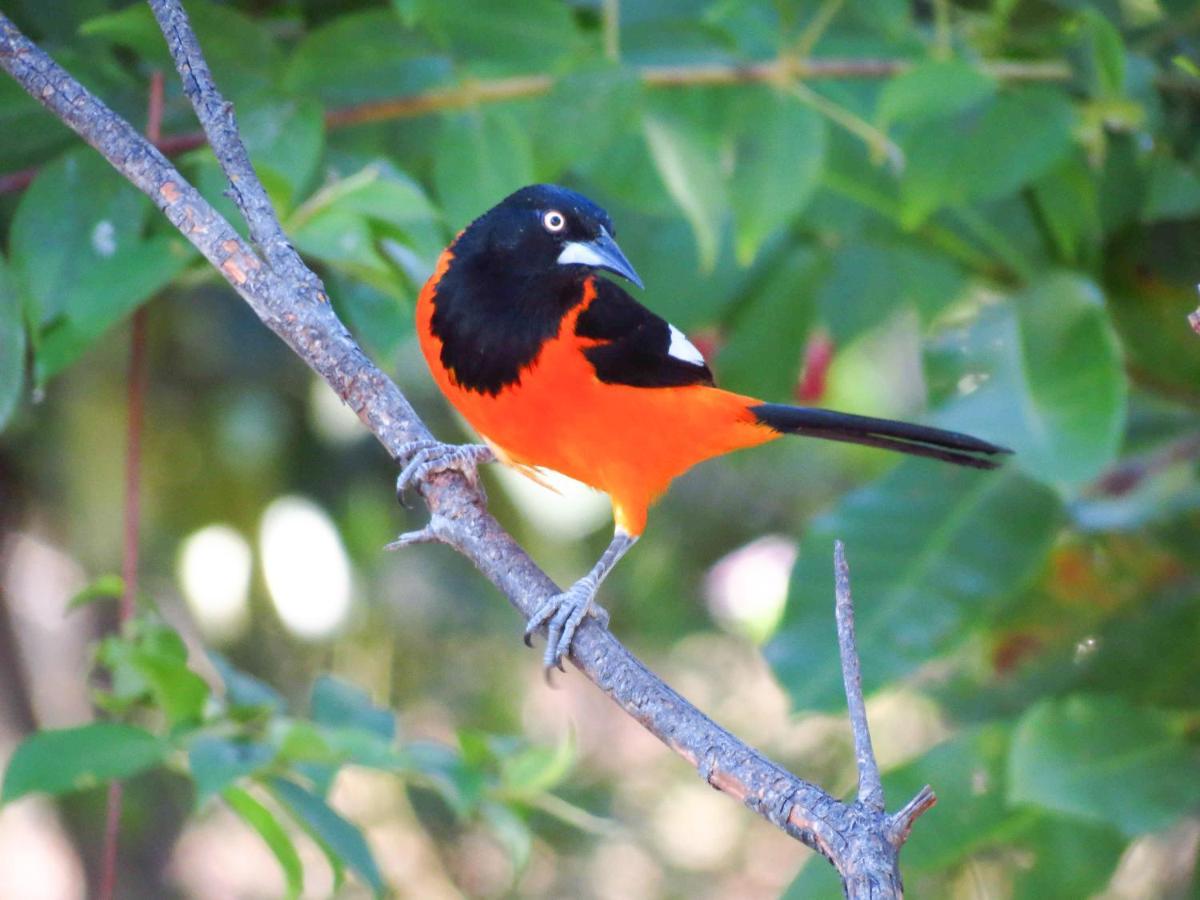 Pixaim Southwild Pantanal Lodge מראה חיצוני תמונה