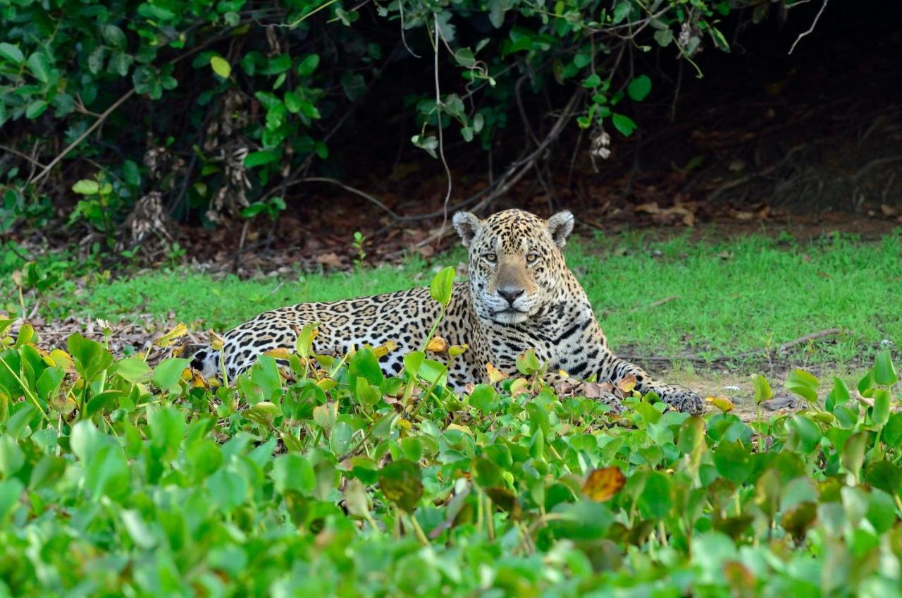 Pixaim Southwild Pantanal Lodge מראה חיצוני תמונה
