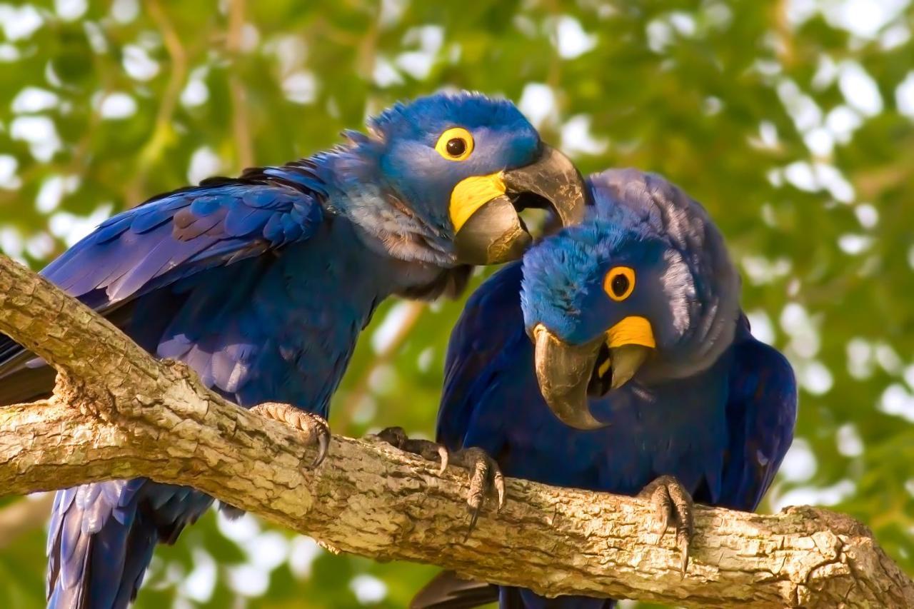 Pixaim Southwild Pantanal Lodge מראה חיצוני תמונה