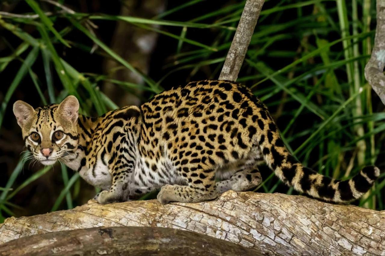 Pixaim Southwild Pantanal Lodge מראה חיצוני תמונה