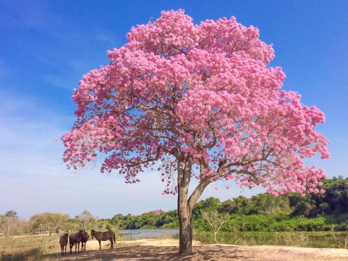 Pixaim Southwild Pantanal Lodge מראה חיצוני תמונה