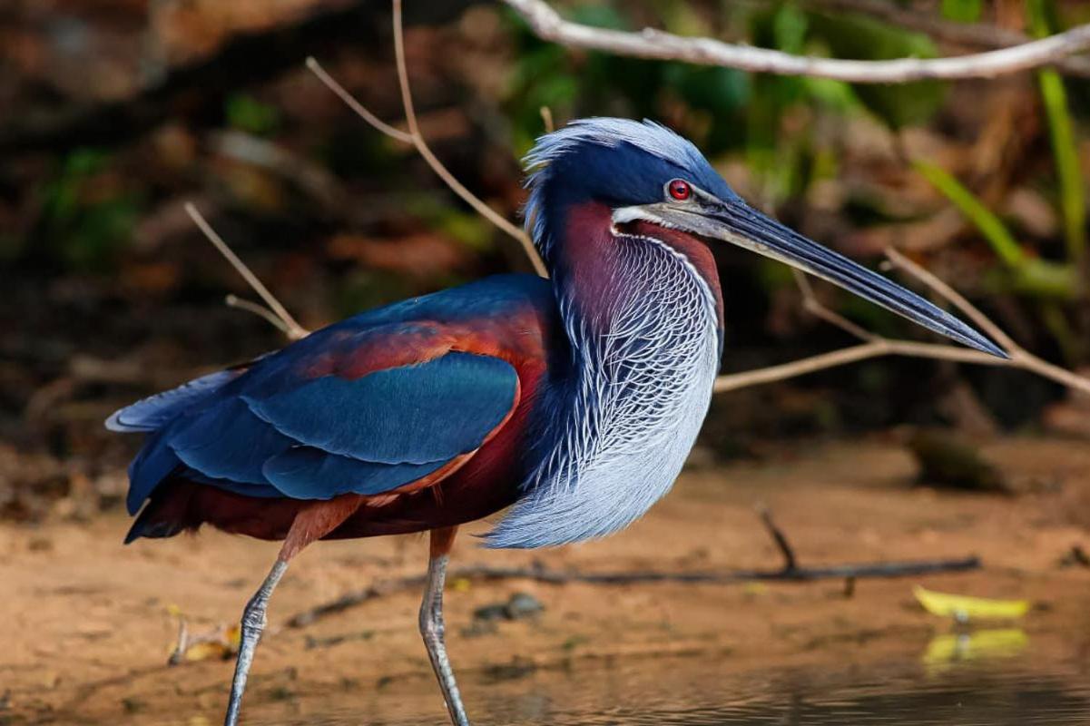 Pixaim Southwild Pantanal Lodge מראה חיצוני תמונה