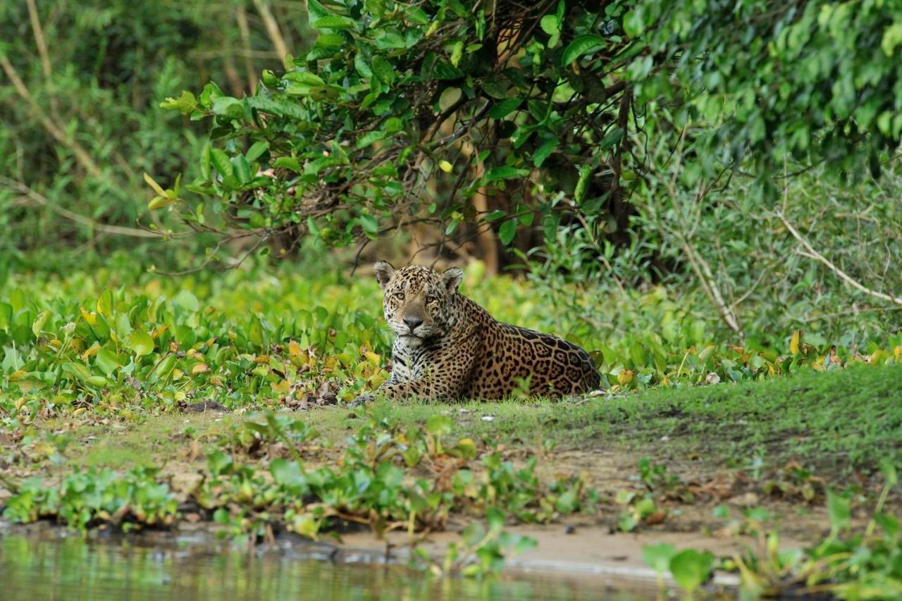 Pixaim Southwild Pantanal Lodge מראה חיצוני תמונה