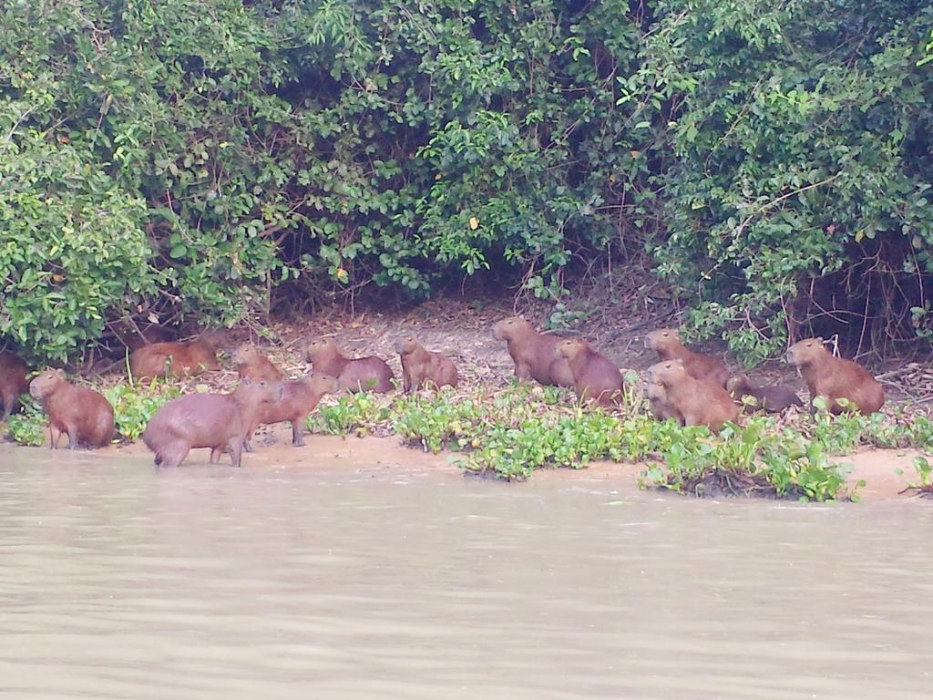 Pixaim Southwild Pantanal Lodge מראה חיצוני תמונה