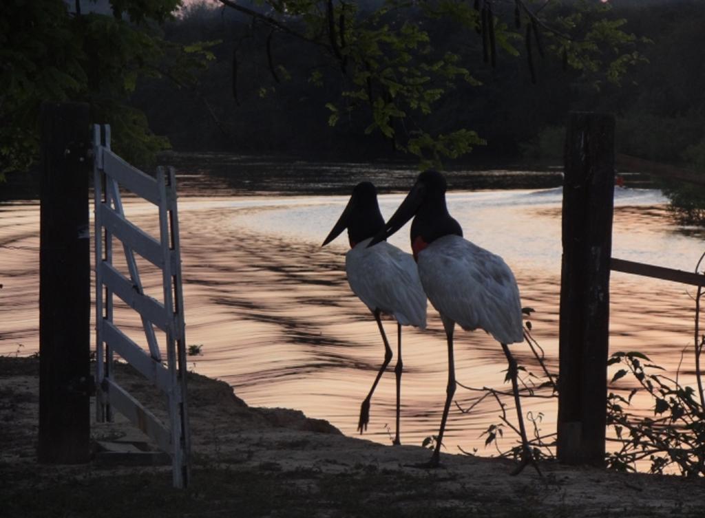 Pixaim Southwild Pantanal Lodge מראה חיצוני תמונה